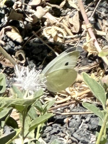 iNaturalist observation photo of Small White