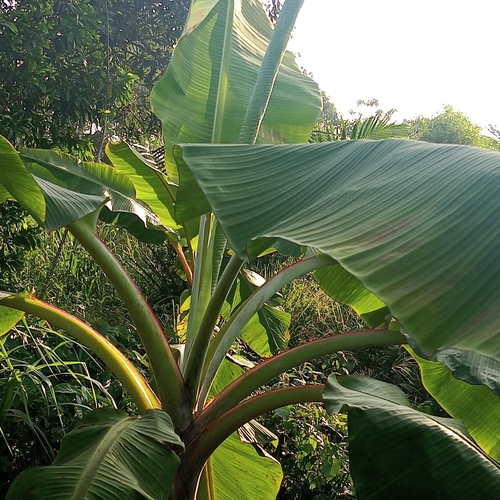 Cavendish banana