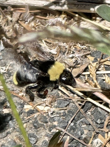 iNaturalist observation photo of California Bumble Bee