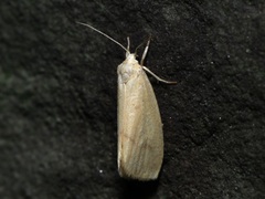 Notata parva