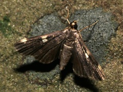 Piletocera aegimiusalis