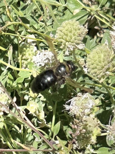 iNaturalist observation photo of Large Carpenter Bees
