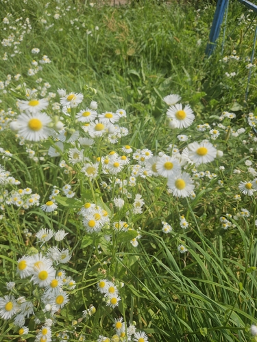 annual fleabane