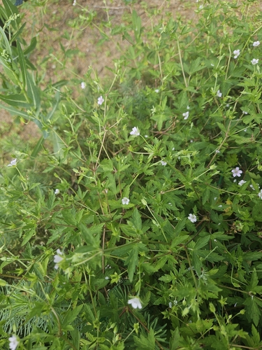Siberian Crane's-bill
