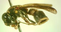 Ancistroceroides