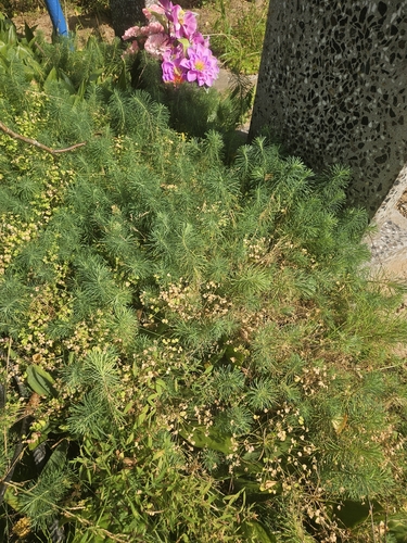 cypress spurge