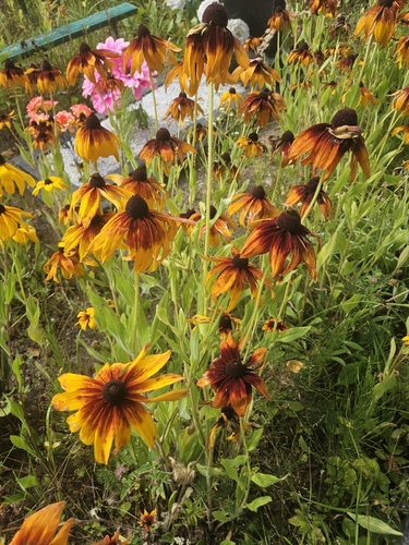 black-eyed Susan