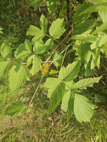 box elder