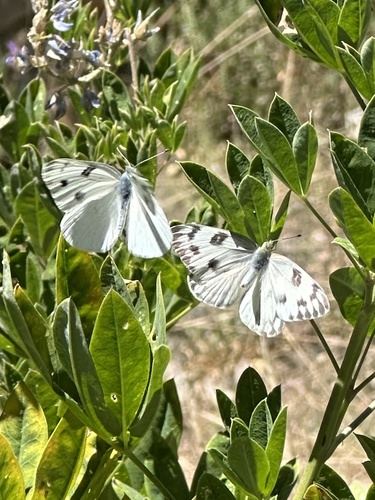 iNaturalist observation photo of Checkered White