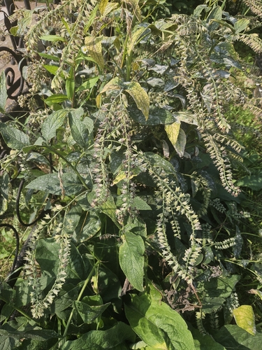Caucasian Comfrey