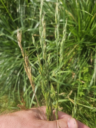 common soft brome