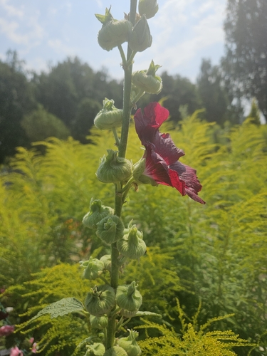 Hollyhock