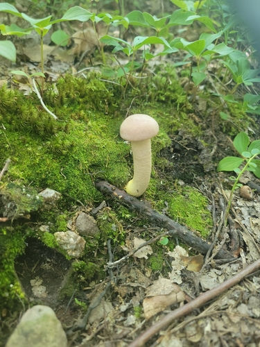 Chrome-footed Bolete