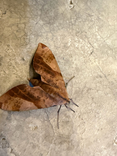 Clanis undulosa