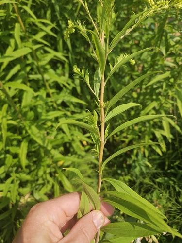 giant goldenrod