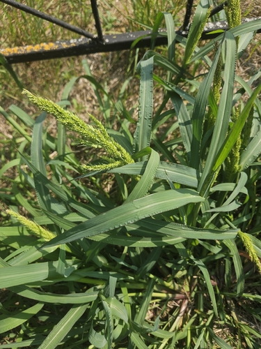 barnyardgrass