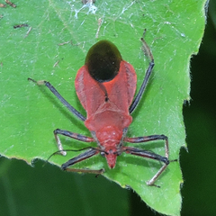 Cutocoris russatus
