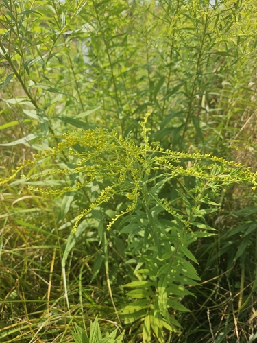 Canada goldenrod