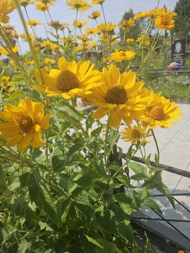 false sunflower