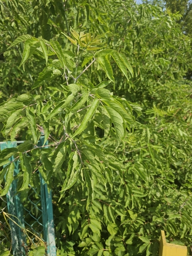 box elder