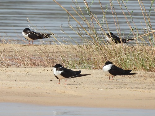 iNaturalist image