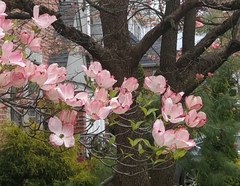 Cornus florida rubra