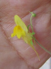 Linaria supina, photograph (c) zebedeugalinha, some rights reserved (CC BY)