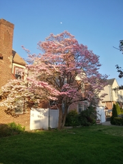 Cornus florida rubra