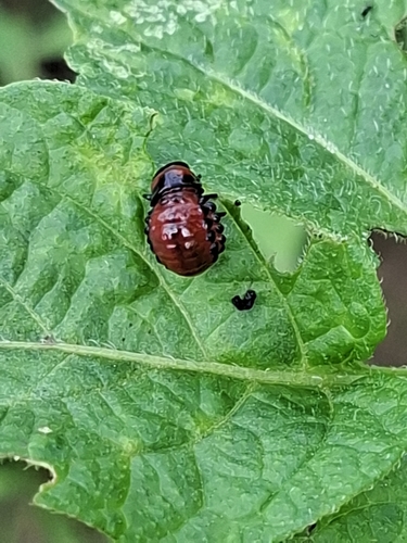 Colorado Potato Beetle