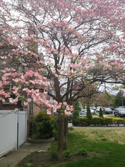 Cornus florida rubra