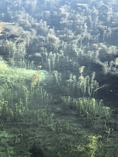 Common Mare's Tail