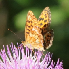 Boloria thore