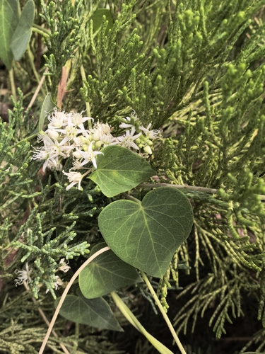 Cynanchum chinense