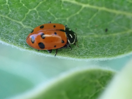 iNaturalist observation photo of Convergent Lady Beetle