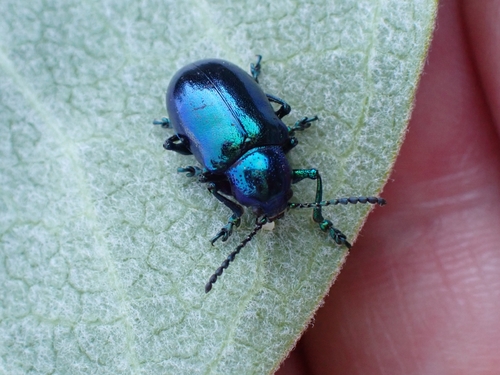 iNaturalist observation photo of Cobalt Milkweed Beetle