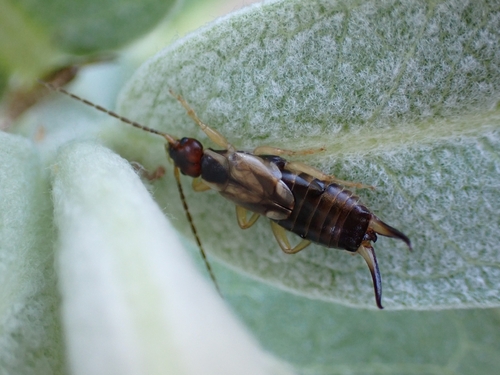 iNaturalist observation photo of Western Earwig