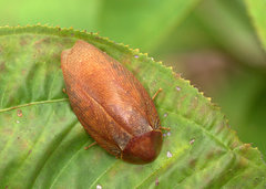 Pseudophoraspis nebulosa