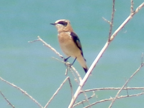 Western Black-eared Wheatear