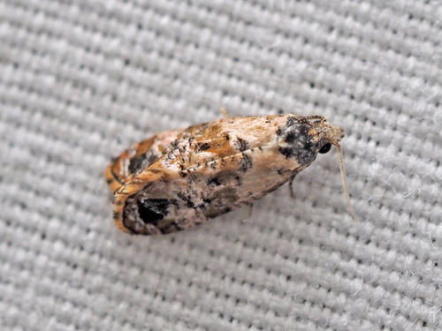 Hoffman's Cochylid Moth photo 4