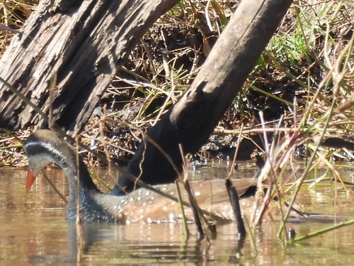 iNaturalist image