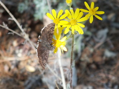 Erynnis pacuvius