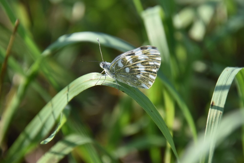 Eastern Bath White, Mamavys, 21169 Trakai District Municipality, Lithuania, photo 8 of 10