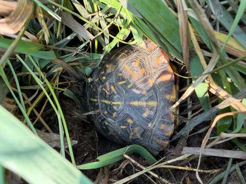 Ornate Box Turtle