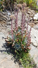 Dudleya virens