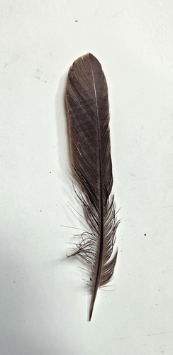 Plume de Merle noir