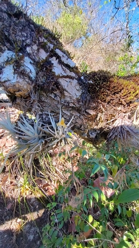 Tillandsia loliacea
