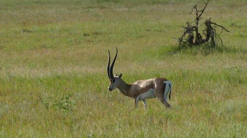 Bright's Gazelle