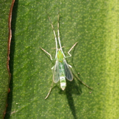 Chironomus javanus