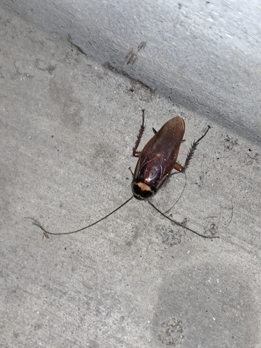 Australian Cockroach