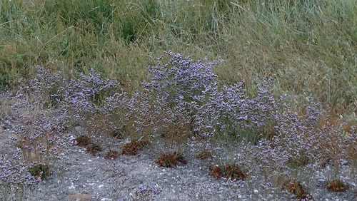 Limonium binervosum, photograph 3